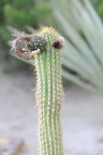 Beeker cactus